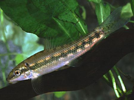 gyrinocheilus aymonieri